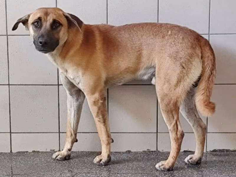 Tan adult male mixed-breed dog, Large, shelter no. …2606