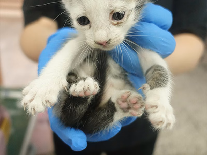 Black-and-white young mixed-breed cat, Small, shelter no. …1782