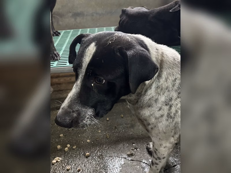黑白色成年公混種犬,中型, 收容編號 …6006