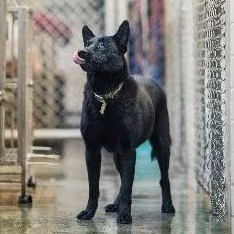 Black adult female mixed-breed dog, Medium, shelter no. …6002