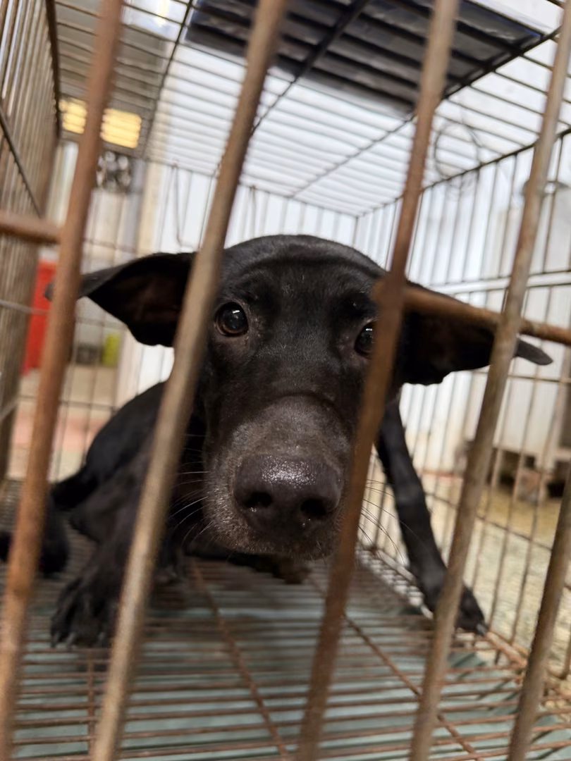 Black adult male mixed-breed dog, Medium, shelter no. …6-06