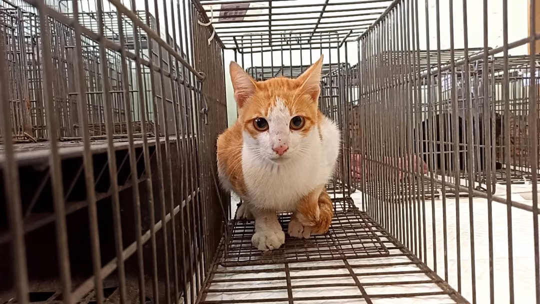 Adult male mixed-breed cat, Small, shelter no. …0C02