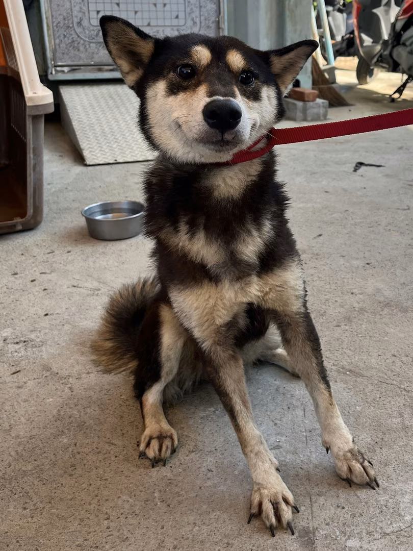 Black-and-white adult female Shiba Inu, Medium, shelter no. …0001