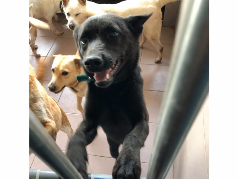 Black adult female mixed-breed dog, Medium, shelter no. …3-03