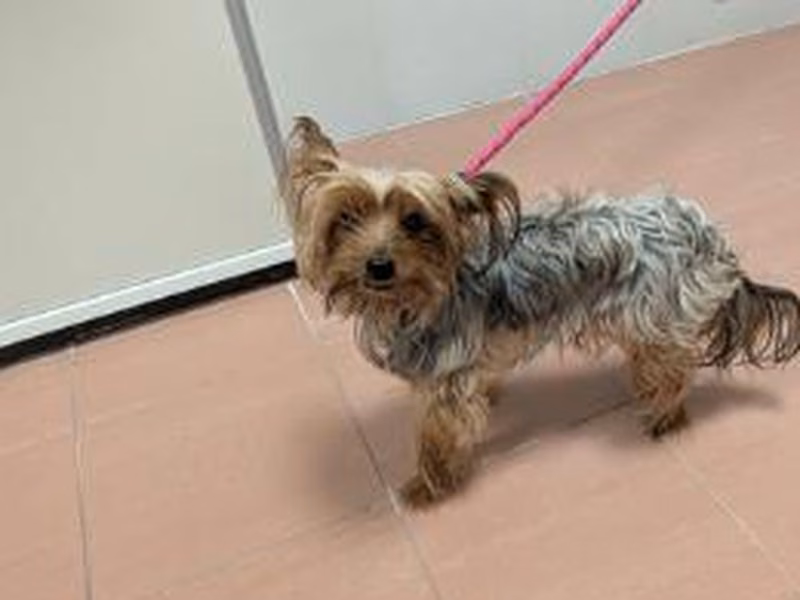 Senior male Yorkshire Terrier, shelter no. …3917