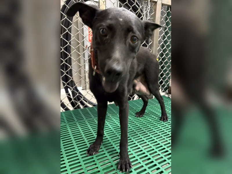 Black adult female mixed-breed dog, Medium, shelter no. …1004