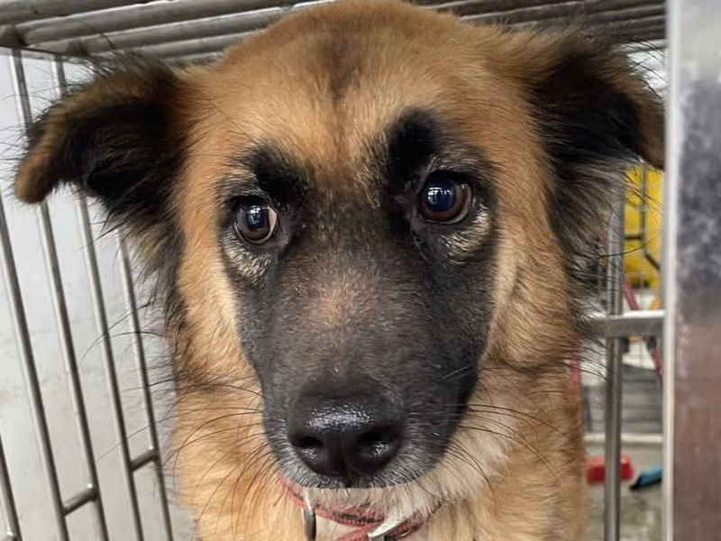 Brown adult male mixed-breed dog, Medium, shelter no. …0005