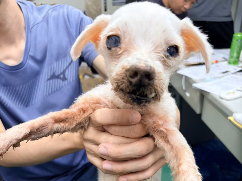 White adult male Maltese, Small, shelter no. …3004