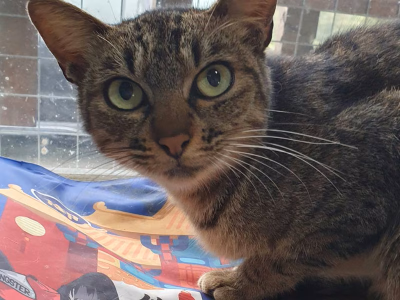 Tabby young female mixed-breed cat, Medium, shelter no. …7004