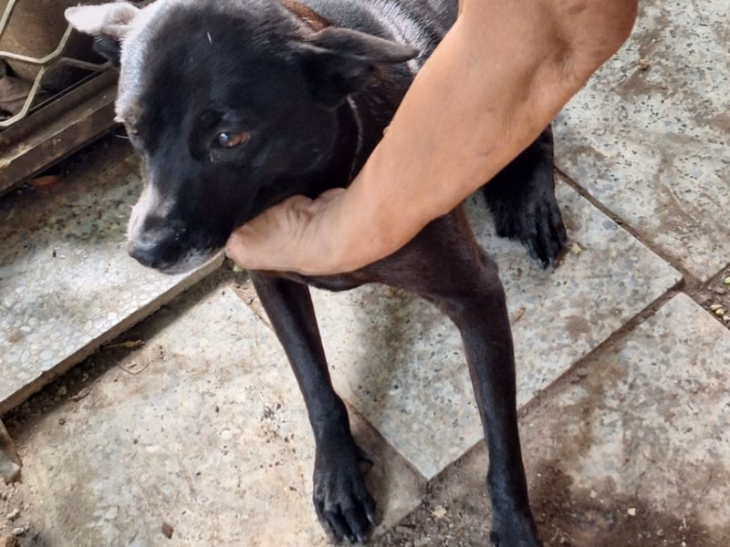 Black adult female mixed-breed dog, Large, shelter no. …043D