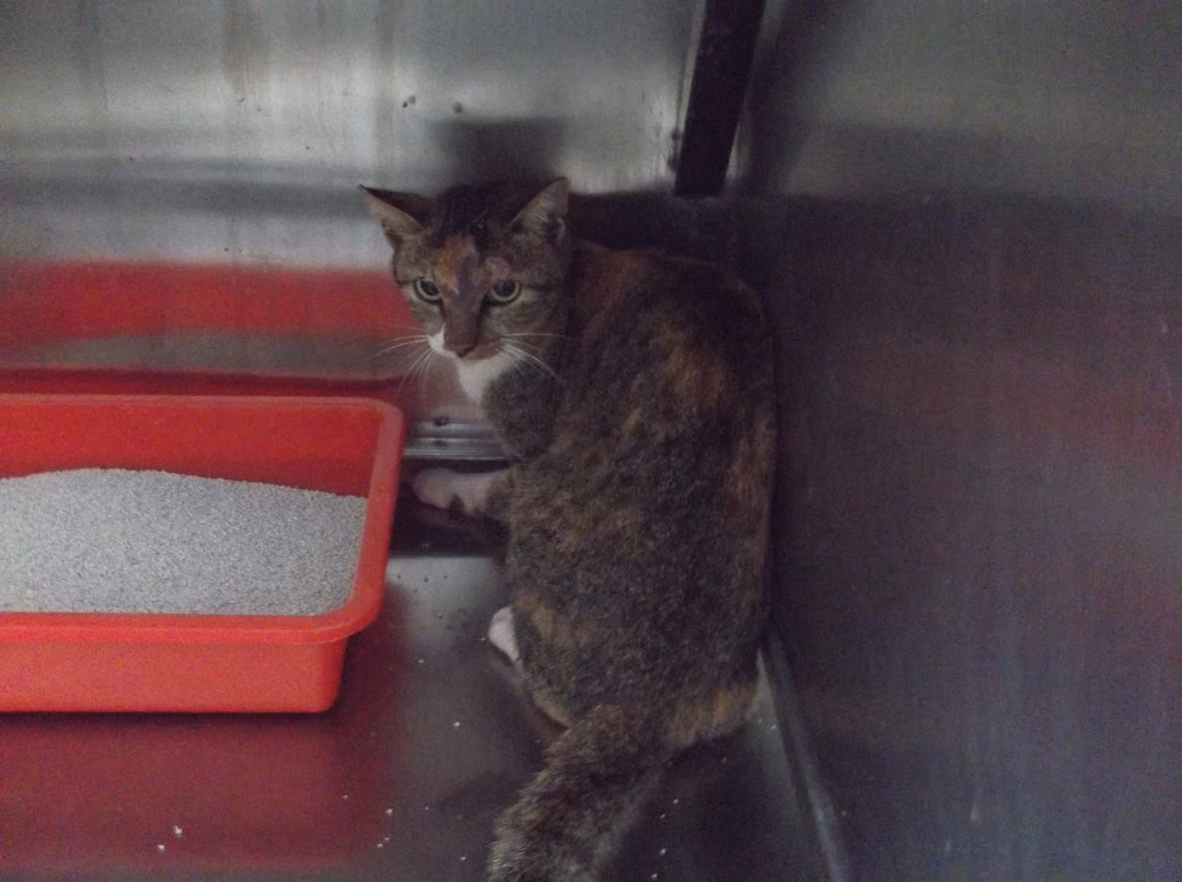 Patched adult female mixed-breed cat, Large, shelter no. …C1-3
