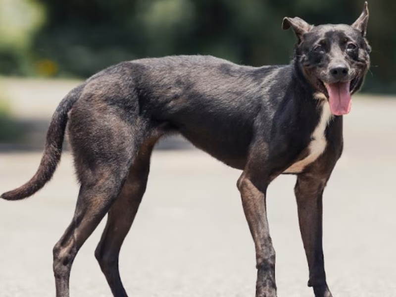 Black adult female mixed-breed dog, Medium, shelter no. …1004