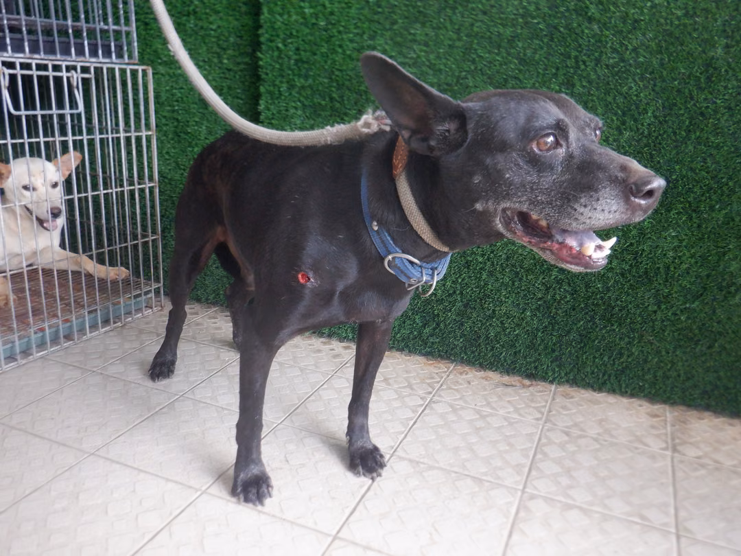 Black adult male mixed-breed dog, Medium, shelter no. …8765