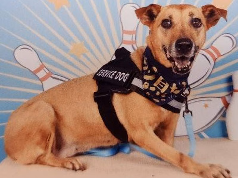 Tan adult female mixed-breed dog, Medium, shelter no. …0001
