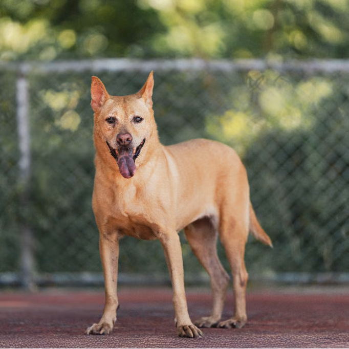 Tan adult female mixed-breed dog, Medium, shelter no. …2504