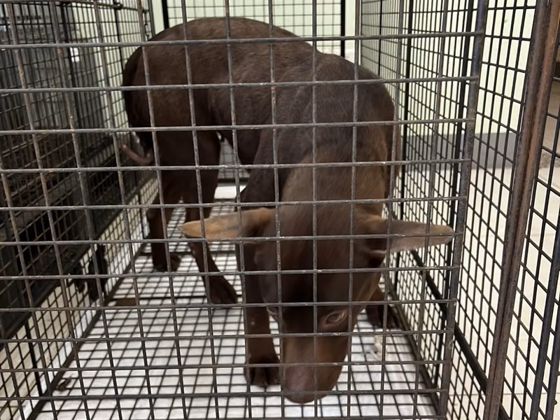 Brown adult female mixed-breed dog, Medium, shelter no. …7D01