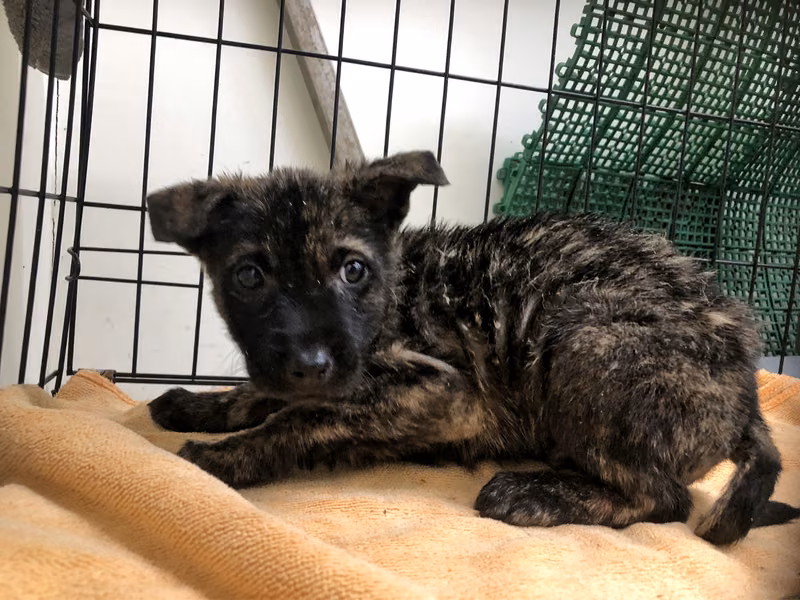 Tabby young male mixed-breed dog, Small, shelter no. …2111