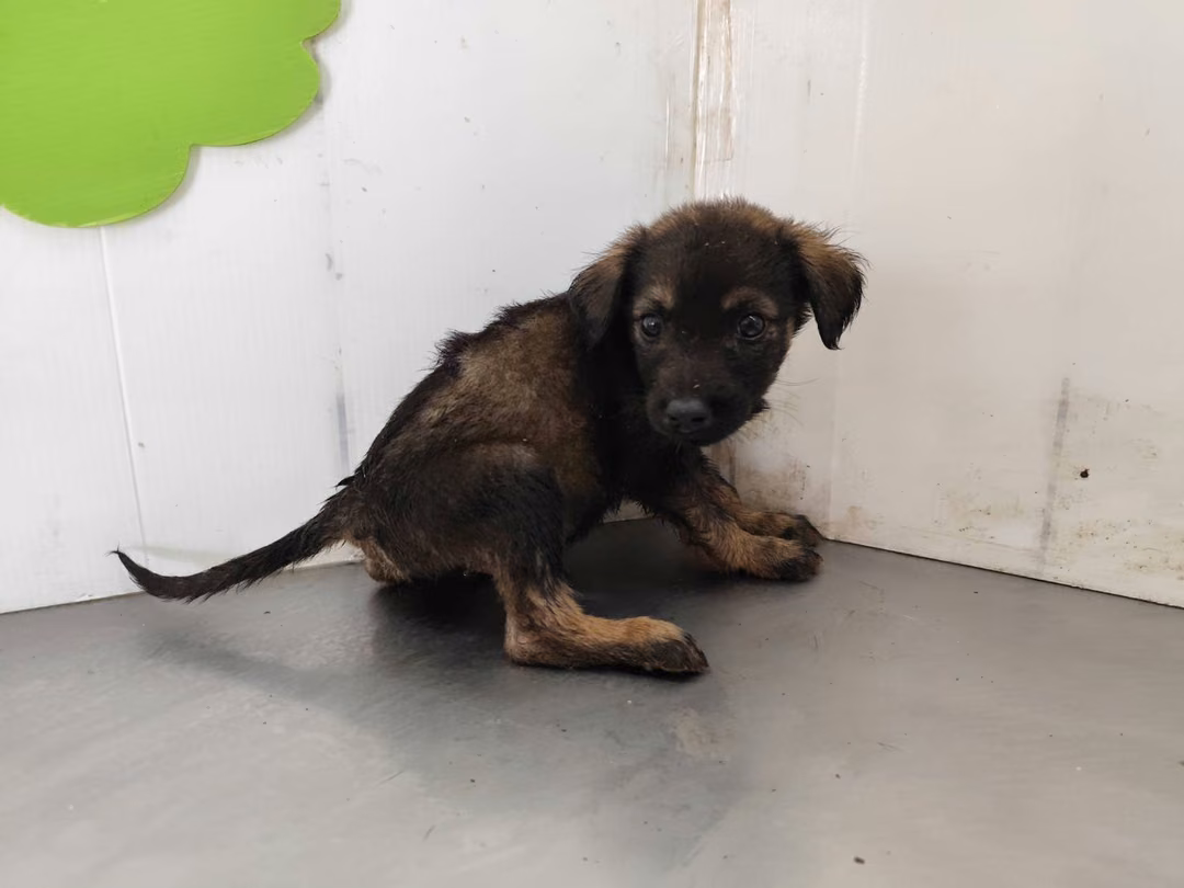 Black young male mixed-breed dog, Medium, shelter no. …1110