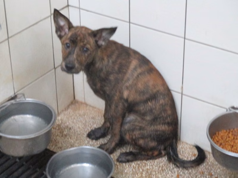 Tabby adult male mixed-breed dog, Medium, shelter no. …17H2