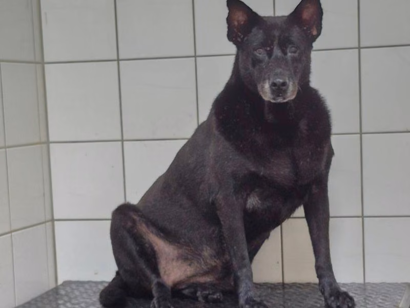Black female mixed-breed dog, Medium, shelter no. …1502