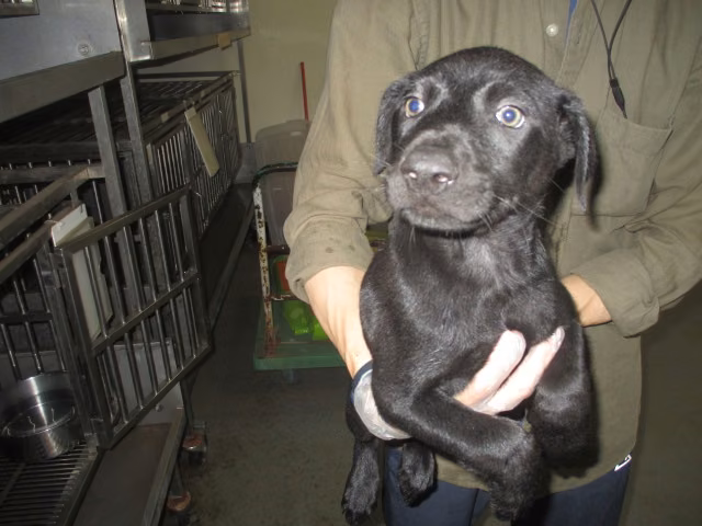 Black young male mixed-breed dog, Small, shelter no. …6004