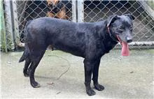 Black adult male mixed-breed dog, Medium, shelter no. …3005