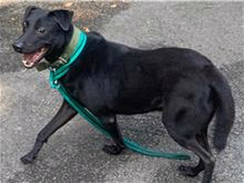 Black young male mixed-breed dog, Small, shelter no. …0802