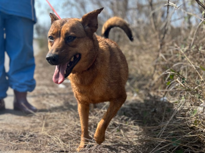 Tan adult female mixed-breed dog, Large, shelter no. …3004