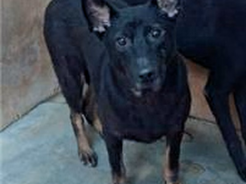 Black-and-tan adult male mixed-breed dog, Medium, shelter no. …0014