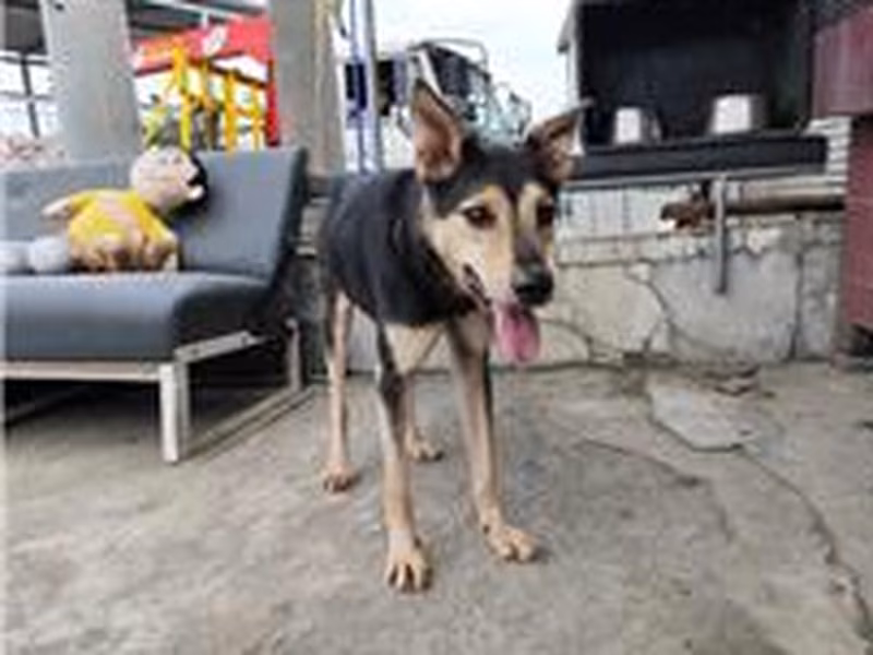 Black-and-tan adult male mixed-breed dog, Medium, shelter no. …9115