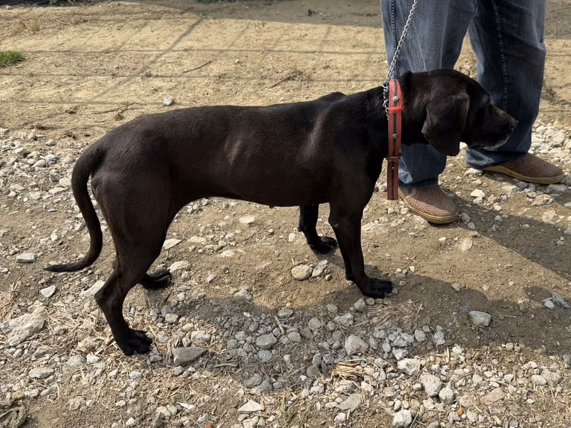 Black adult female mixed-breed dog, Medium, shelter no. …2-12
