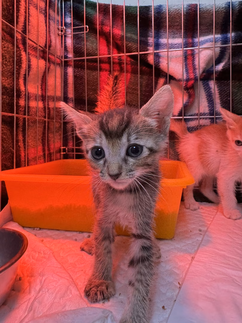 Tabby young female mixed-breed cat, Small, shelter no. …8001