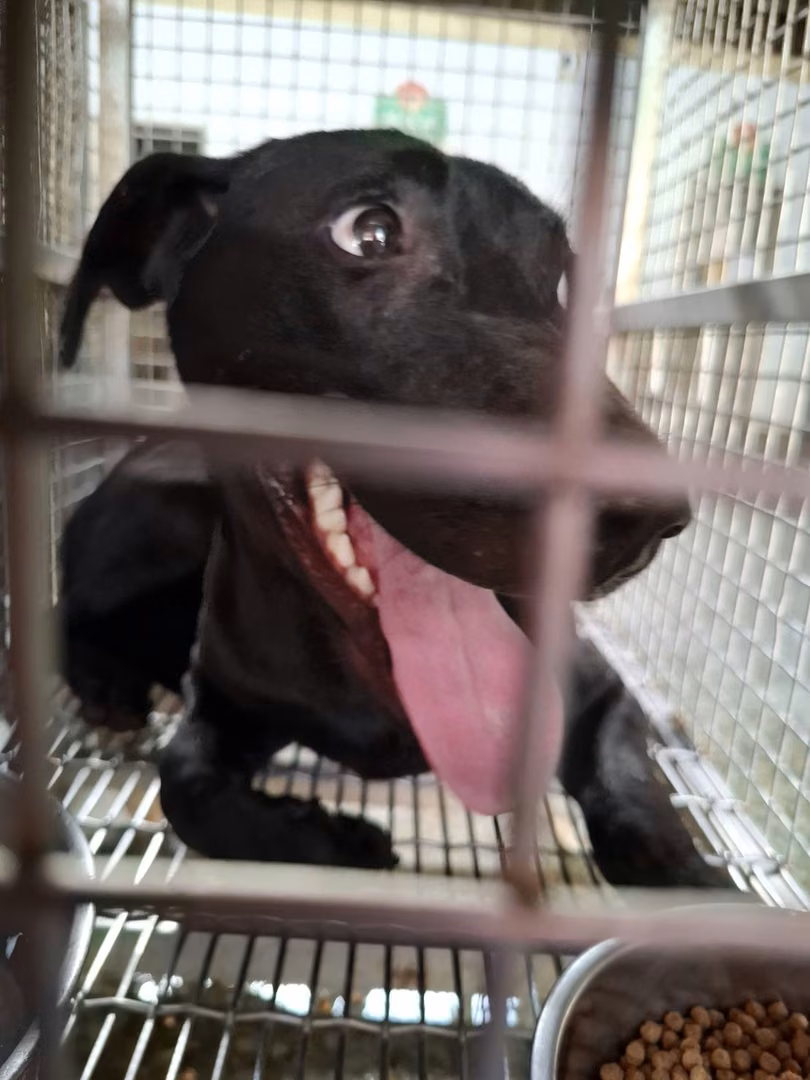 Black adult female mixed-breed dog, Medium, shelter no. …4-04
