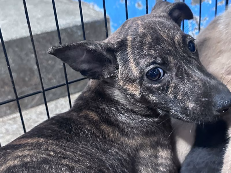 Tabby young female mixed-breed dog, Small, shelter no. …4004