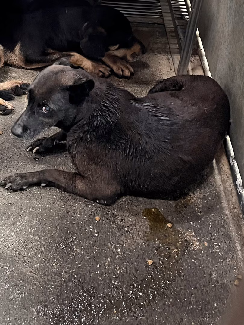 Black adult female mixed-breed dog, Medium, shelter no. …6005