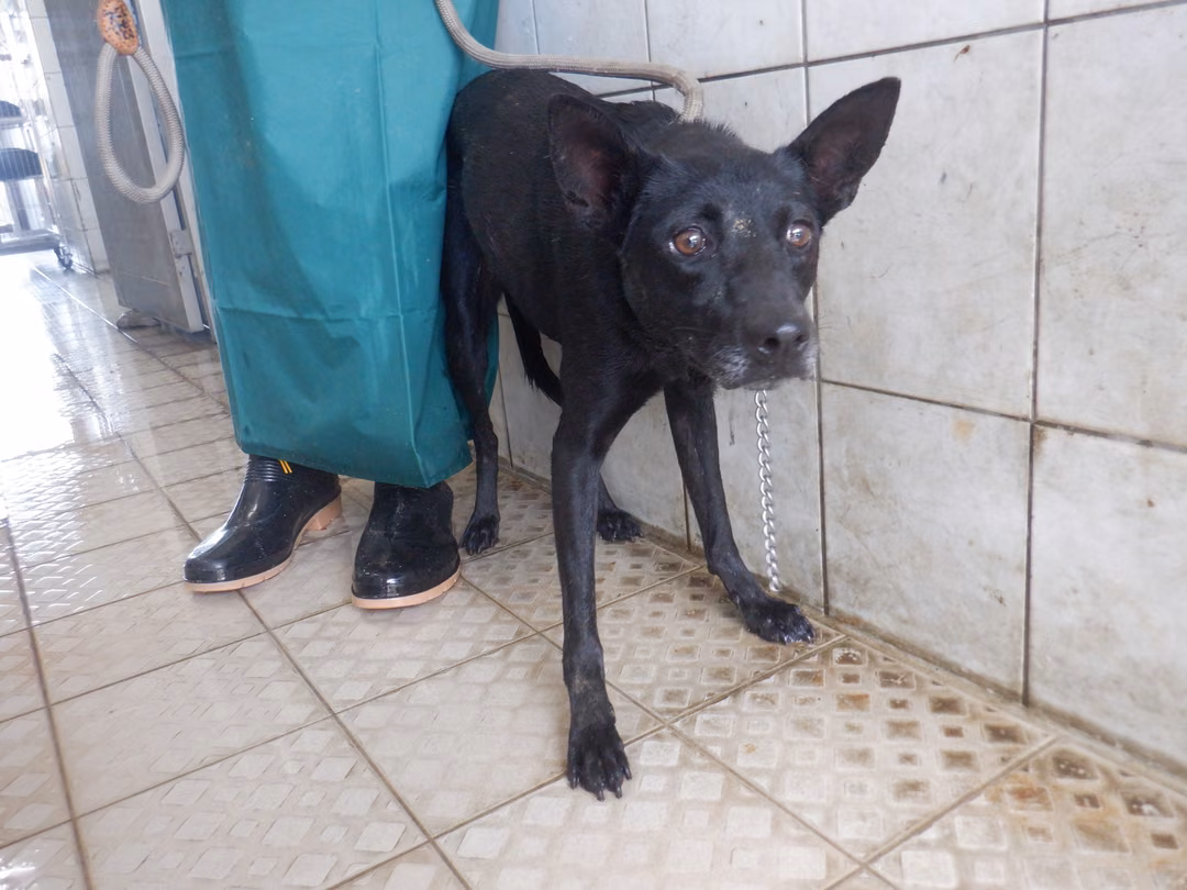 Black adult female mixed-breed dog, Medium, shelter no. …6720