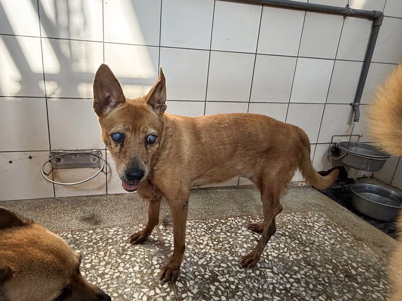 Tan adult female mixed-breed dog, Large, shelter no. …12-1