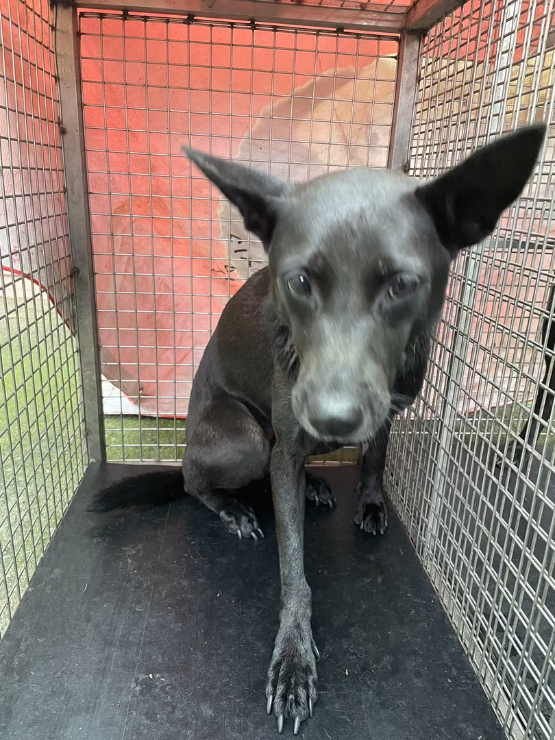 Black adult female mixed-breed dog, Medium, shelter no. …8001