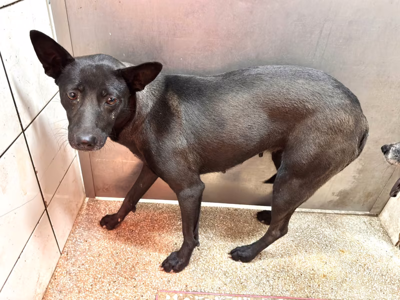Black adult female mixed-breed dog, Medium, shelter no. …0A25