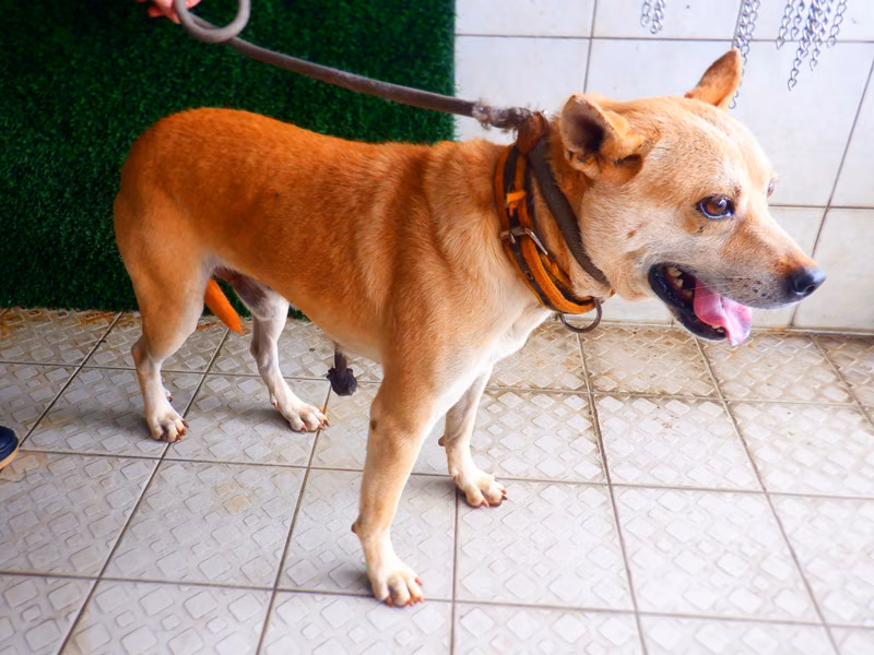 Tan adult male mixed-breed dog, Medium, shelter no. …1862