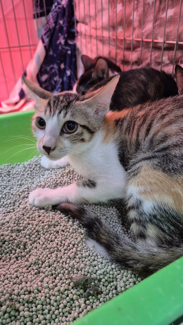 Calico young female mixed-breed cat, Small, shelter no. …3005