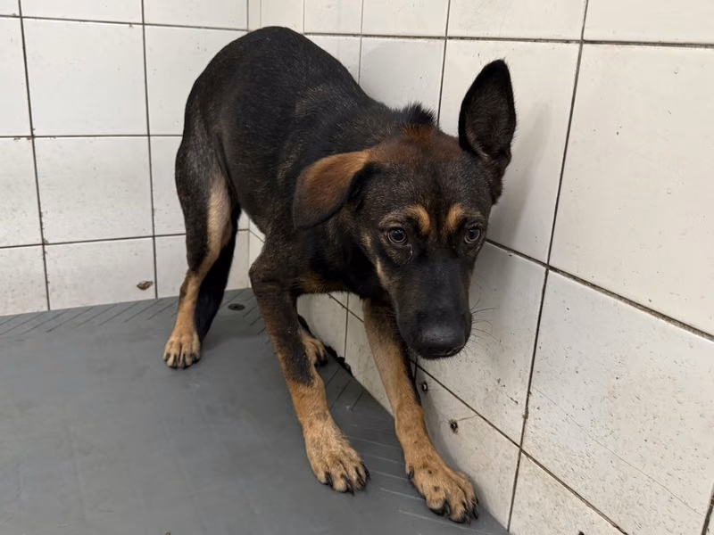 Black adult female mixed-breed dog, Large, shelter no. …25-1