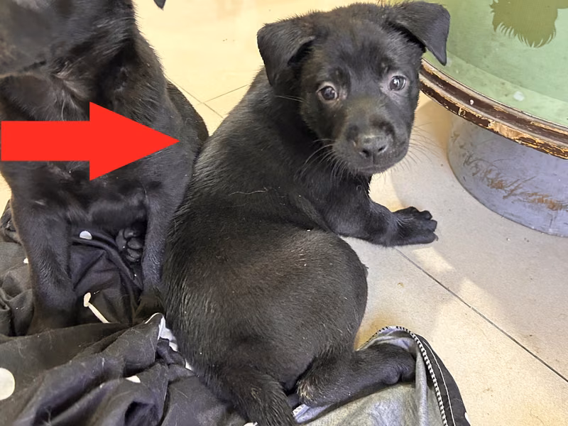 Black young female mixed-breed dog, Small, shelter no. …W4-1