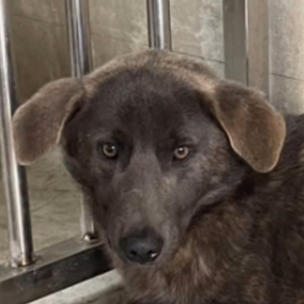Tabby adult male mixed-breed dog, Large, shelter no. …3002