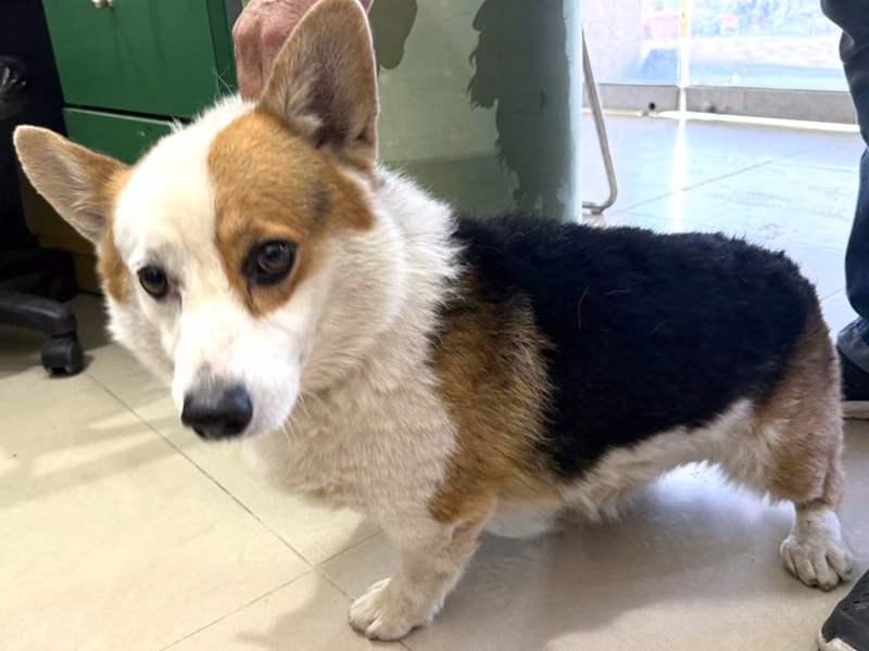 Patched adult male Welsh Corgi, Medium, shelter no. …21W7