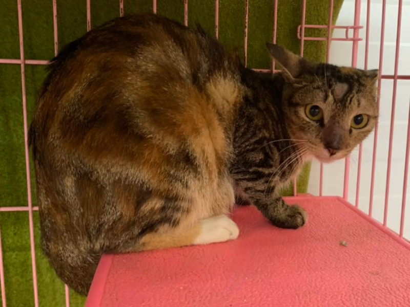 Calico adult female mixed-breed cat, Medium, shelter no. …2207