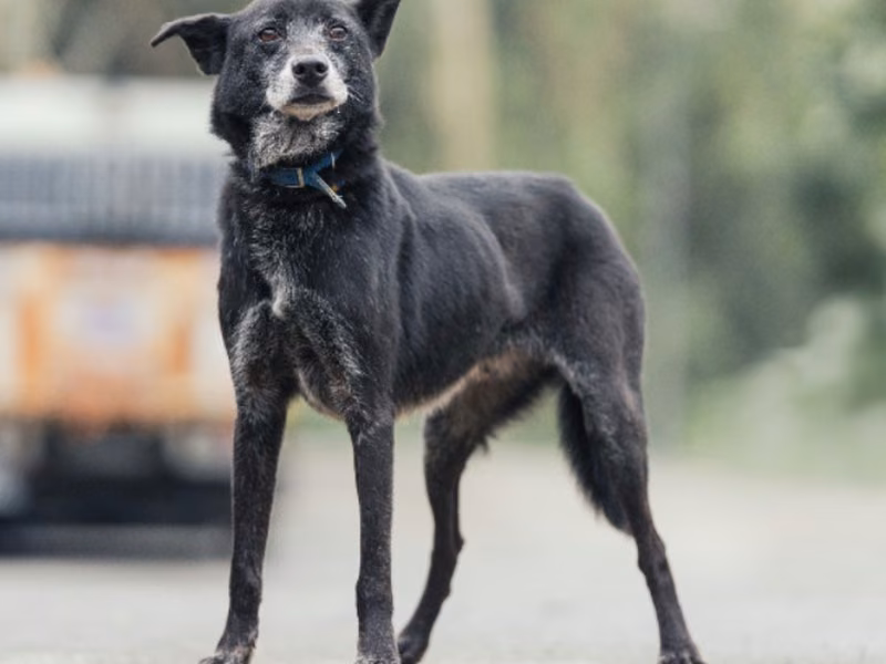 Black adult male mixed-breed dog, Medium, shelter no. …2505