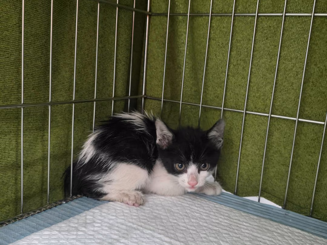 Black-and-white young female mixed-breed cat, Small, shelter no. …2604