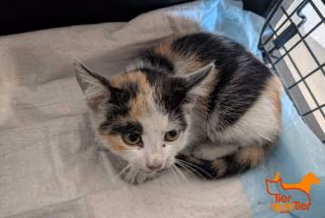 Young female European Shorthair, shelter no. …4163