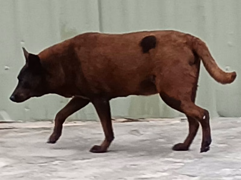 Black adult male mixed-breed dog, Large, shelter no. …005D